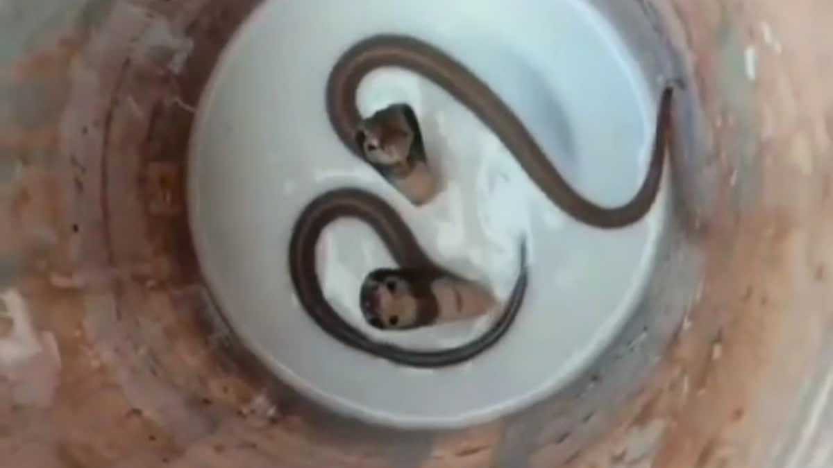 Cobra Snake Found In India