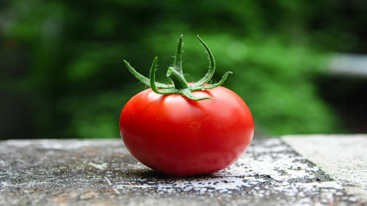 daily change in tomato price hike in india