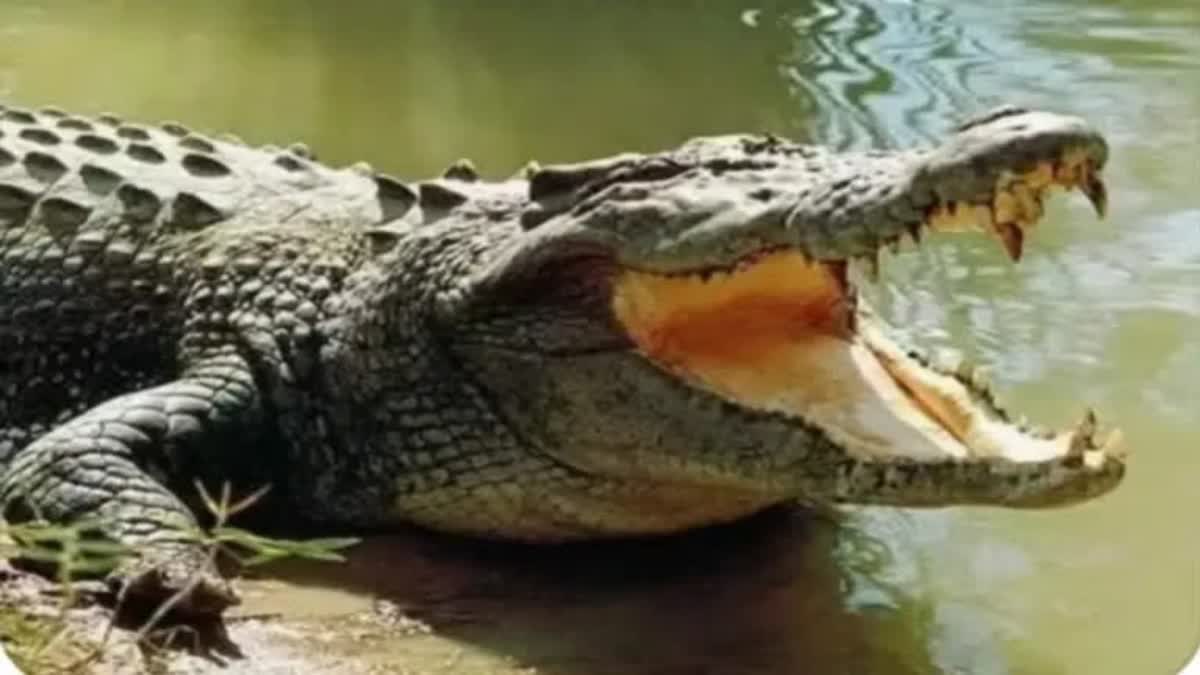 crocodile  boy loses arm in crocodile attack  crocodile attack  മുതലയുടെ ആക്രമണം  crocodile attack boy loses arm  crocodile attack in uttar pradesh  uttar pradesh crocodile attack  ഉത്തർപ്രദേശ്  ഉത്തർപ്രദേശിൽ മുതലയുടെ ആക്രമണം  മുതലയുടെ ആക്രമണത്തിൽ കൈ നഷ്‌ടപ്പെട്ടു  മുതല  മുതല ആക്രമണം  വൈൽഡ് ലൈഫ് ഡിവിഷൻ ഏരിയ മുതല ആക്രമണം