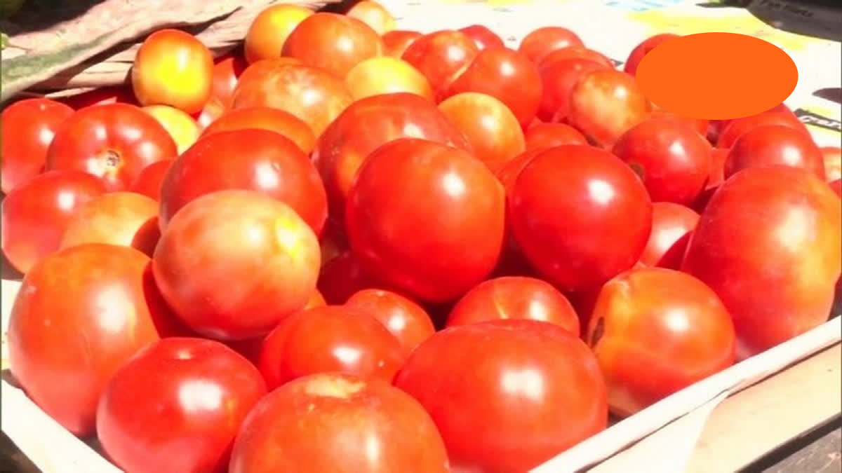 A single tomato is 20 rupees