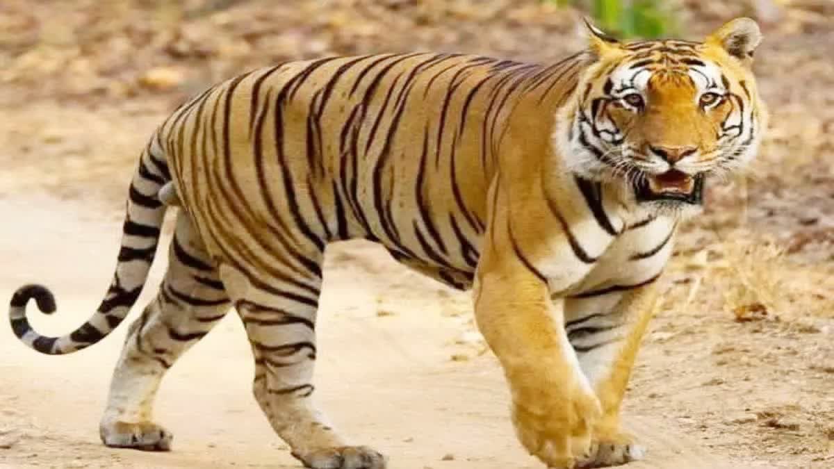 Bandhavgarh tiger reserve Area