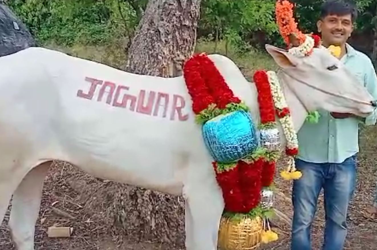 Hallikar breed bull karnataka