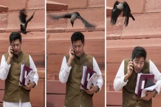 aap mp raghav chadha attacked by crow