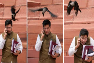 Crow Attack on Raghav Chadha