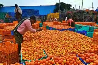 tomato prices