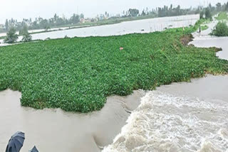 Rains in Krishna District