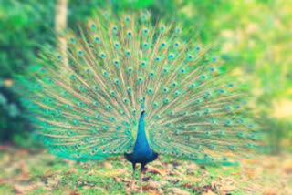 peacock dance