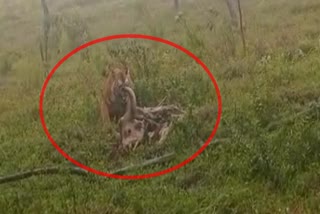 tiger hunted a bison