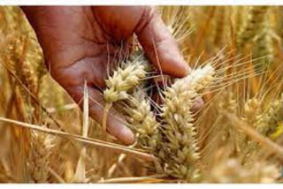 FCI sells 1 lakh tonne wheat, 100 tonne rice in 5th e-auction