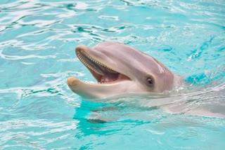 Dolphin Rescue