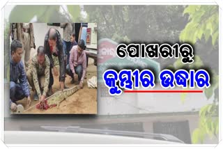 ଫାର୍ମ ହାଉସ ସ୍ଥିତ ପୋଖରୀରୁ କୁମ୍ଭୀର ଉଦ୍ଧାର