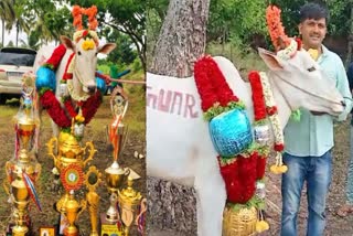 Hallikar breed bull karnataka