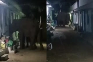coimbatore-elephants-tried-to-break-into-the-house-and-eat-the-rice