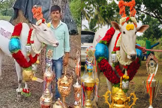 karnataka hallikar bull sold  bull sold for nine lakhs Mandya  കാളയെ വിറ്റത് 9 ലക്ഷത്തിന്  കര്‍ണാടക ജാഗ്വാര്‍ ഇനി തമിഴ്‌ മണ്ണില്‍ വിലസും