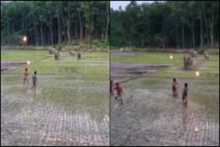 Video of Man and Wild elephant conflict in Assam