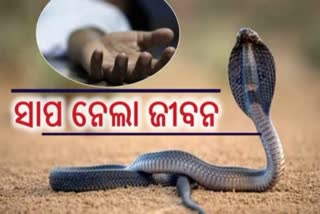 ଶୋଇଥିବା ଅବସ୍ଥାରେ ମଶାରି ଭିତରେ ପଶି ସାପ ନେଲା ଜୀବନ