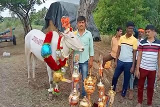 Bull sold for nine lakhs