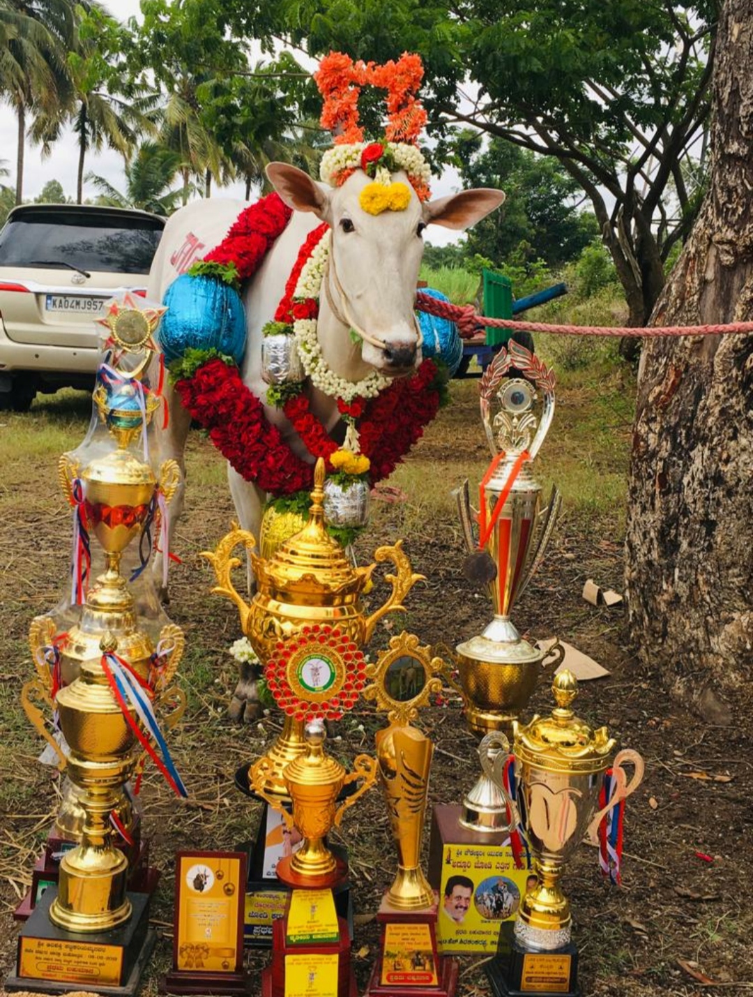 Hallikar breed bull karnataka