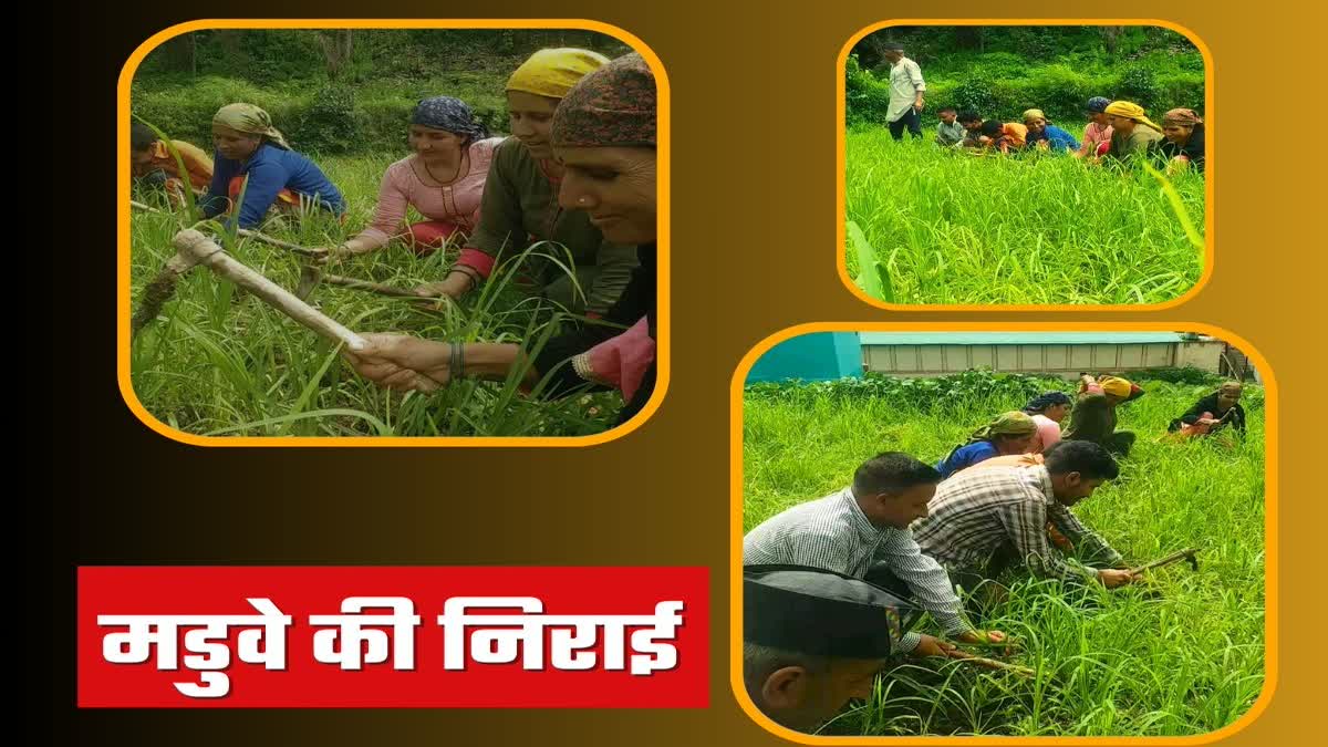 weeding in the fields of Jaunsar Bawar