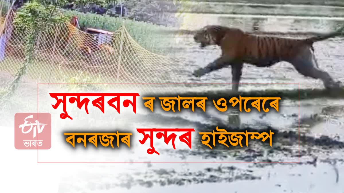 TIGER SCARE IN NAGAON