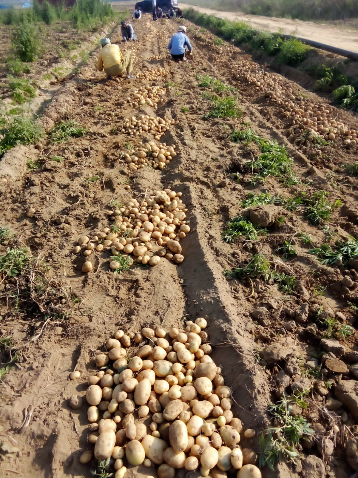 vegetable price when and how much the potato rates will become cheaper know in hindi