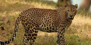 cheetah_wandering_in_satyasai_district