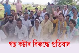 Evicted people of Silsako are angry against the GMDA for cutting down old trees of the area