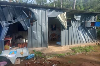 കാട്ടാന ആക്രമണം ചിന്നക്കനാല്‍  ELEPHANT ATTACK  ELEPHANT COLLAPSED HOUSE IN IDUKKI  ചക്കകൊമ്പന്‍ ആക്രമണം ഇടുക്കി