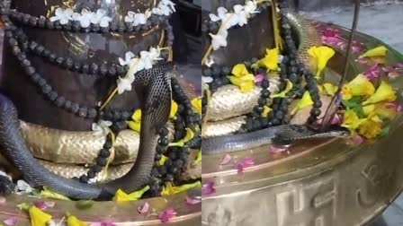 RAJGARH SNAKE SEEN SITTING SHIVLING