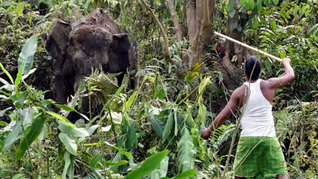 Two brothers were trampled to death by a wild elephant in Kersai village in Chhattisgarh's Jashpur at around 3 am on Saturday. Kokde and Padva were asleep when the elephant attacked. One brother went outside after noticing the elephant and was killed, followed by the second brother's death while trying to help.