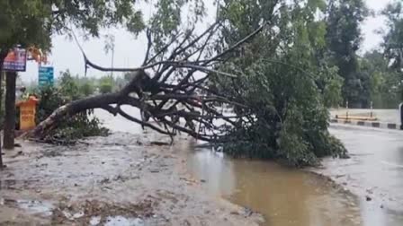 Heavy Rains Predicted In Gujarat, Maharashtra, Goa, Karnataka, Rajasthan; Moderate Showers Elsewhere