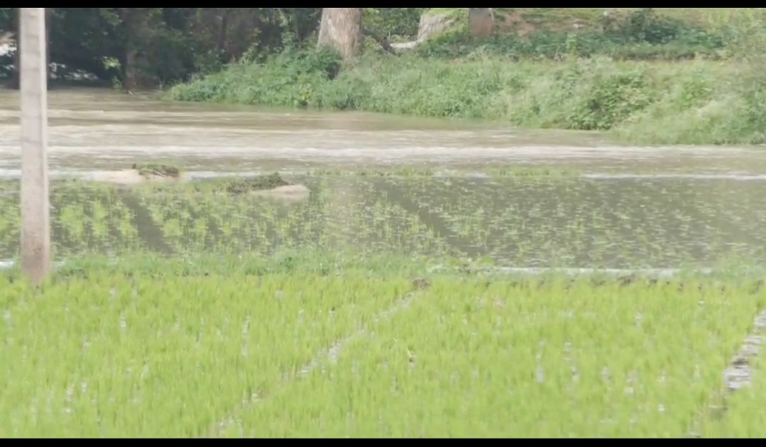 tungabhadra flood