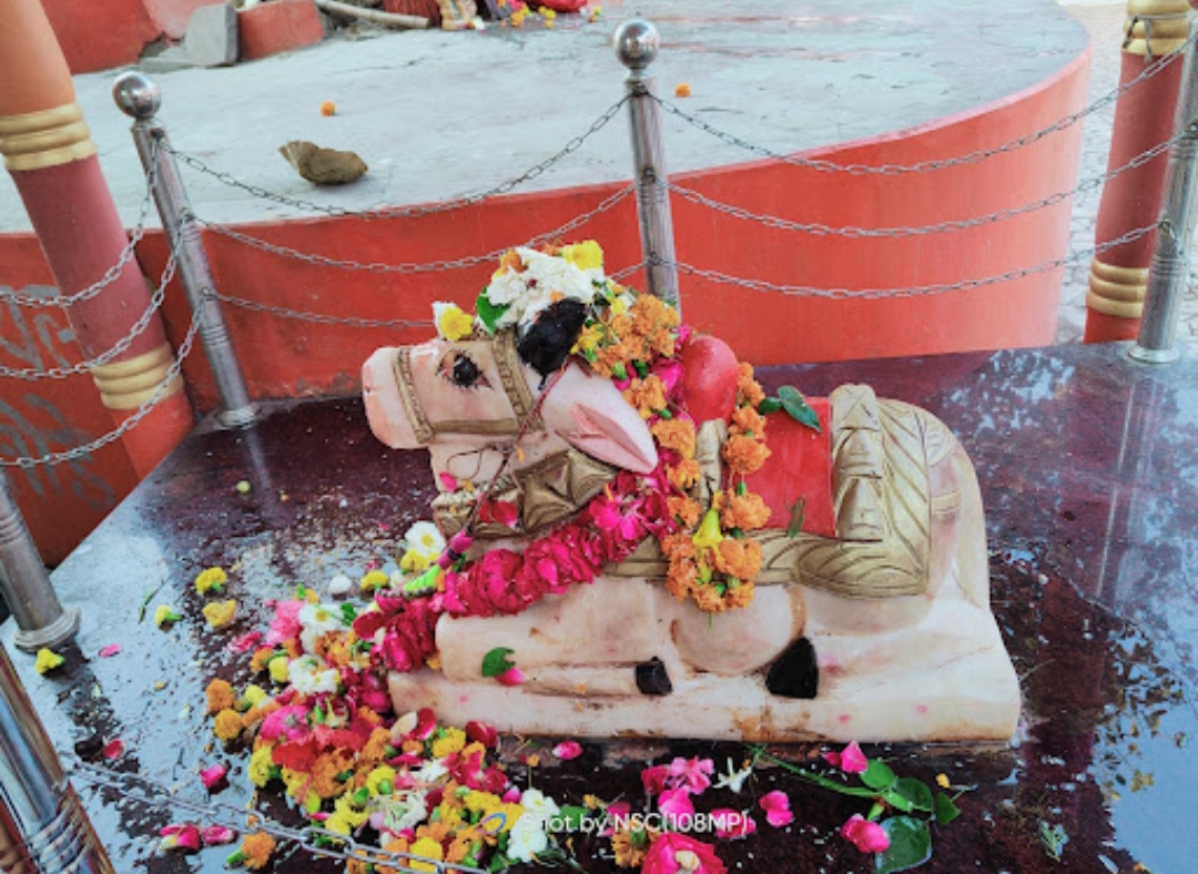 फतेहपुर के ताम्बेश्वर महादेव मंदिर में नंदी भगवान.