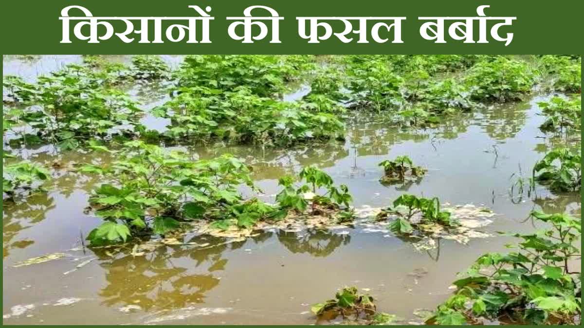 Farmers Crop Ruined In Panipat