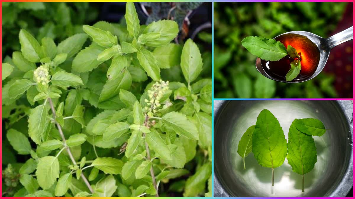 Tulsi Water Health Benefits