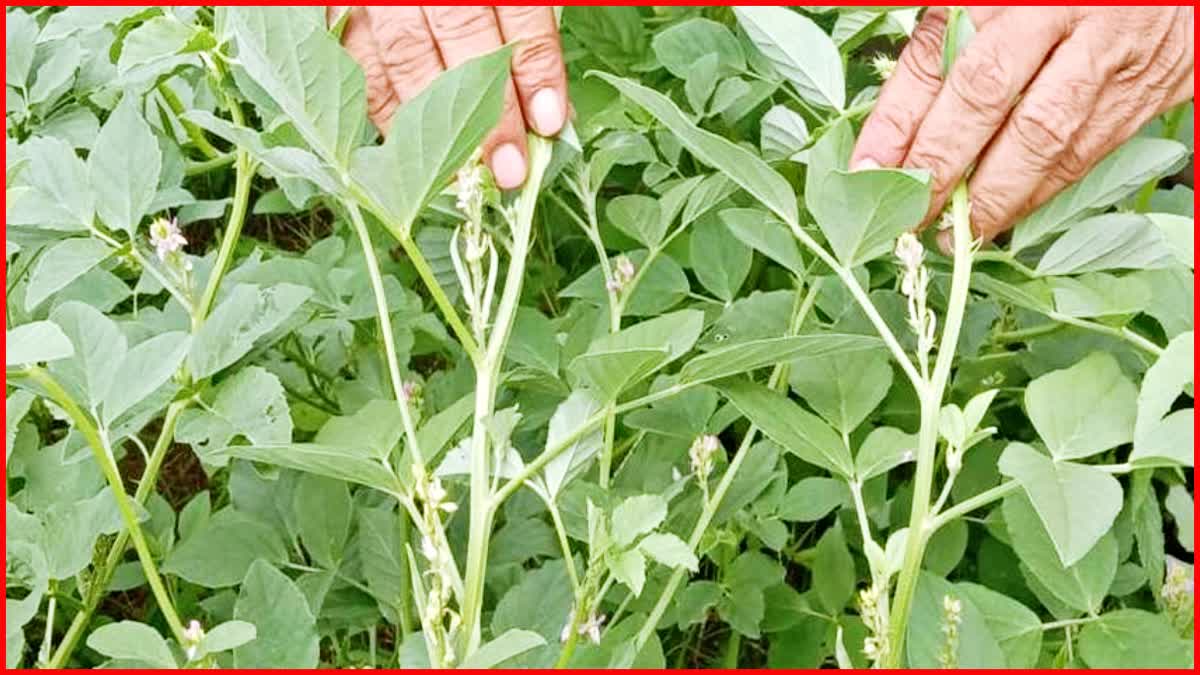 Gallwasp Insects in Guar Crop