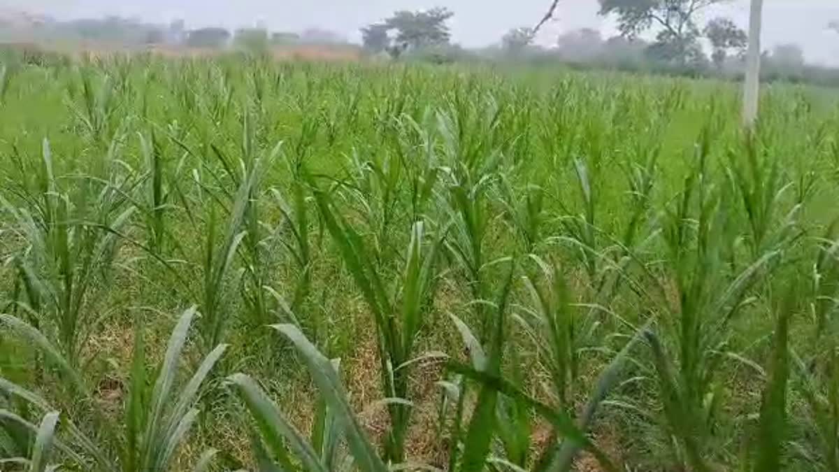 napier grass cultivation