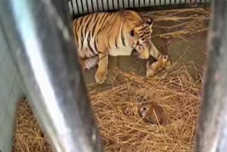 Rika a tigress gave birth to three cubs