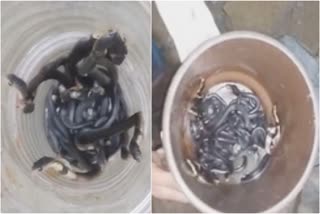 Snakes Found In Home In Assam