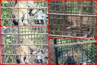 Leopard caged at Chabua Dibrugarh