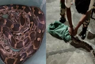 Python entered in Hut in Kota