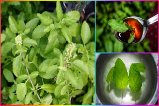 Holy Basil Health Benefits in telugu