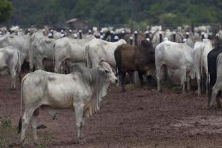 UP: Officials told to increase number of cattle shelters, ensure all stray animals are housed there