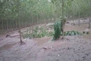Green fodder problem for farmers in Ropar after floods