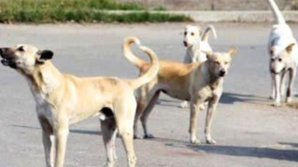 Dog Bite Death In Bhiwandi