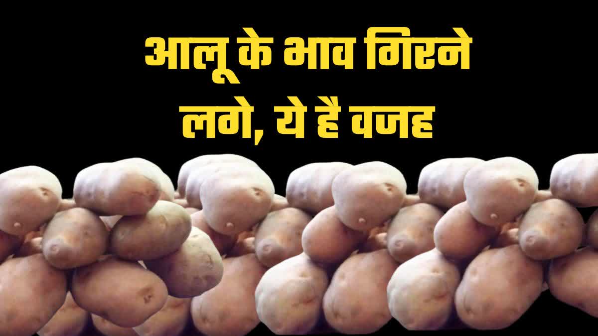 vegetables prices potato prices started falling rates down september wholesale market mandi bhav uttar pradesh bihar rajasthan haryana india news