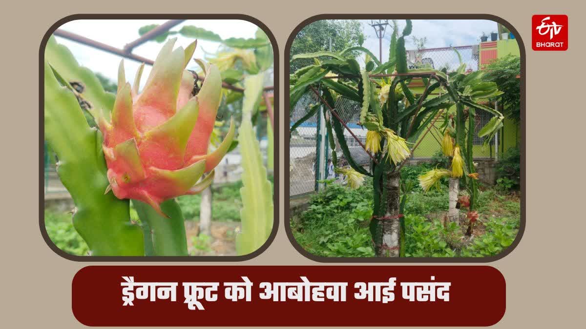 Dragon fruit Farming in srinagar