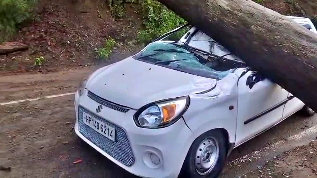 Tree falls on moving car in Subathu