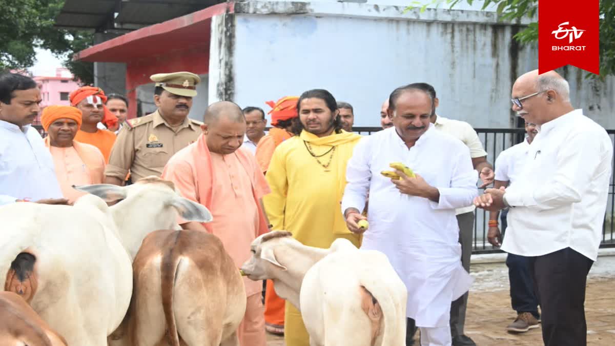 गोरखनाथ मंदिर की गोशाला में सीएम योगी आदित्यनाथ.