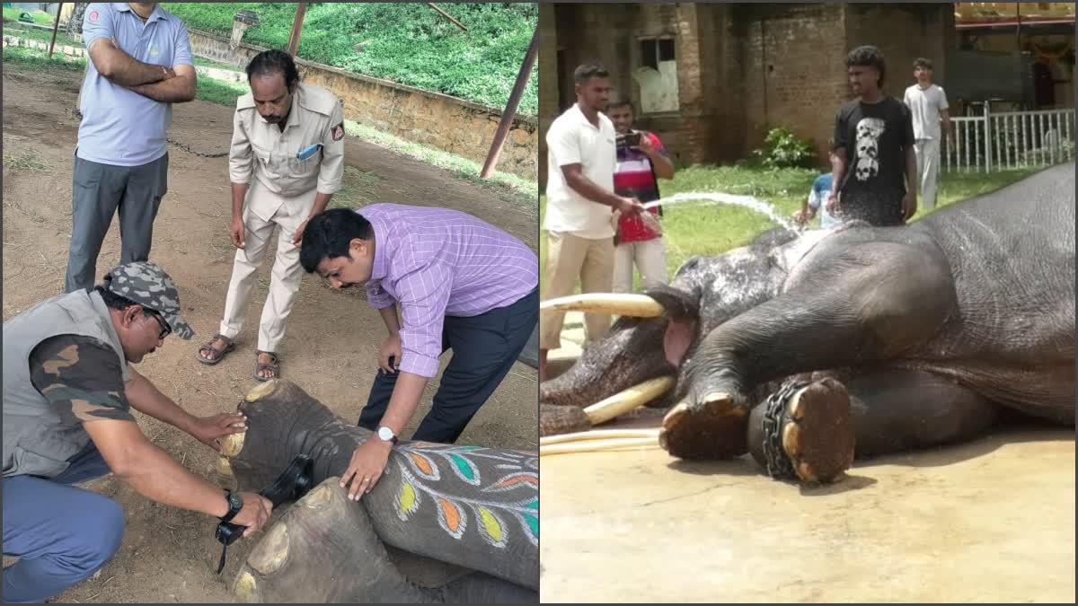 ಗಜಪಡೆ ತಯಾರಿ